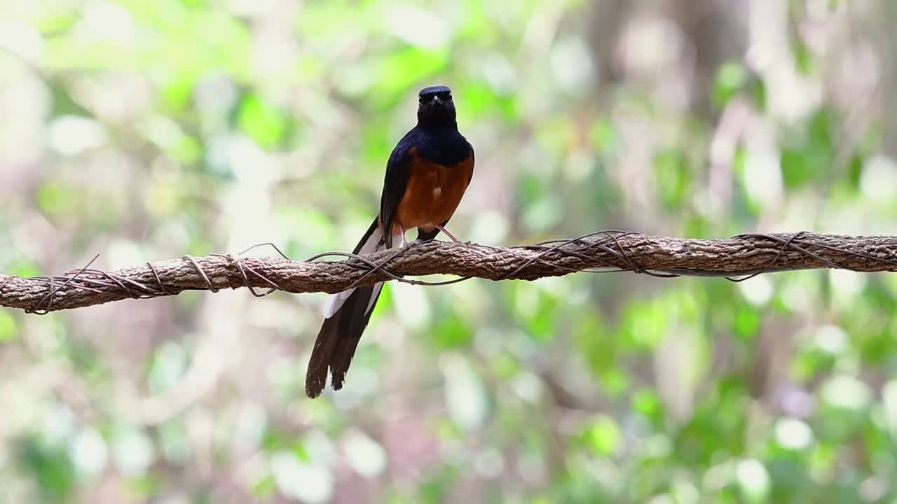 белогрудая шама, сидящая на лиане на фоне лесного боке, copsychus malabaricus, в замедленной съемке