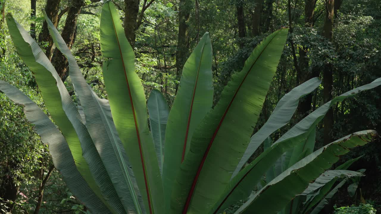 Slow motion zoom out shot of a beautiful palm tree at a lush jungle in southern Mexico