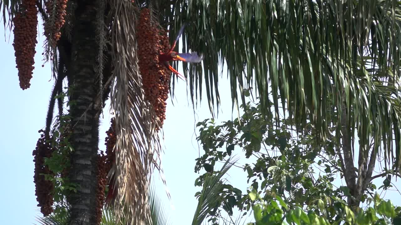 Two scarlet Macaws fly in slow motion in the rainforest of Costa Rica