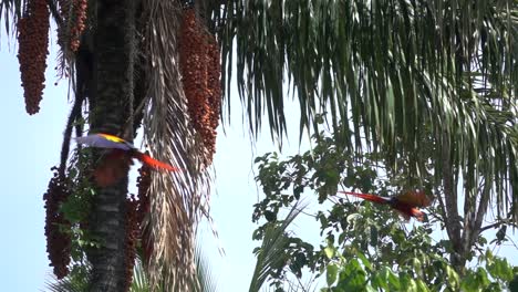 Dos-Guacamayos-Rojos-Vuelan-En-Cámara-Lenta-En-La-Selva-De-Costa-Rica