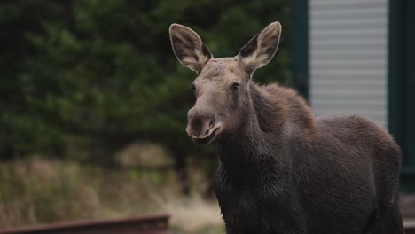 Moose-standing-with-majestic-wind-blowing-through-fur-and-hair-in-slow-motion