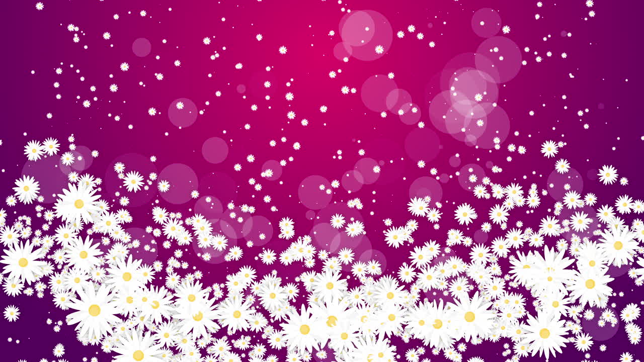 White daisies flowers on purple abstract background. Chaotic abstract rotation of floral elements. Looped animation.