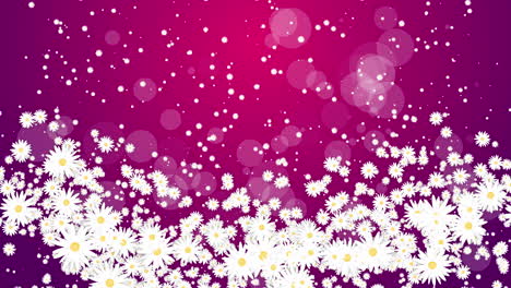White daisies flowers on purple abstract background. Chaotic abstract rotation of floral elements. Looped animation.