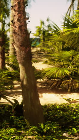 tropical beach with palm trees