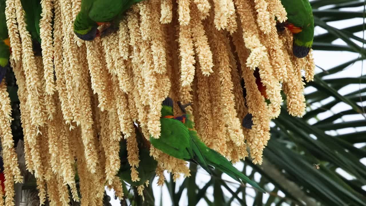 Green parrots interact with dense clusters of hanging palm seeds, showcasing vibrant colors and natural feeding behavior.