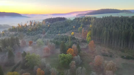 Filmflug-Am-Morgen-In-Einem-Wald