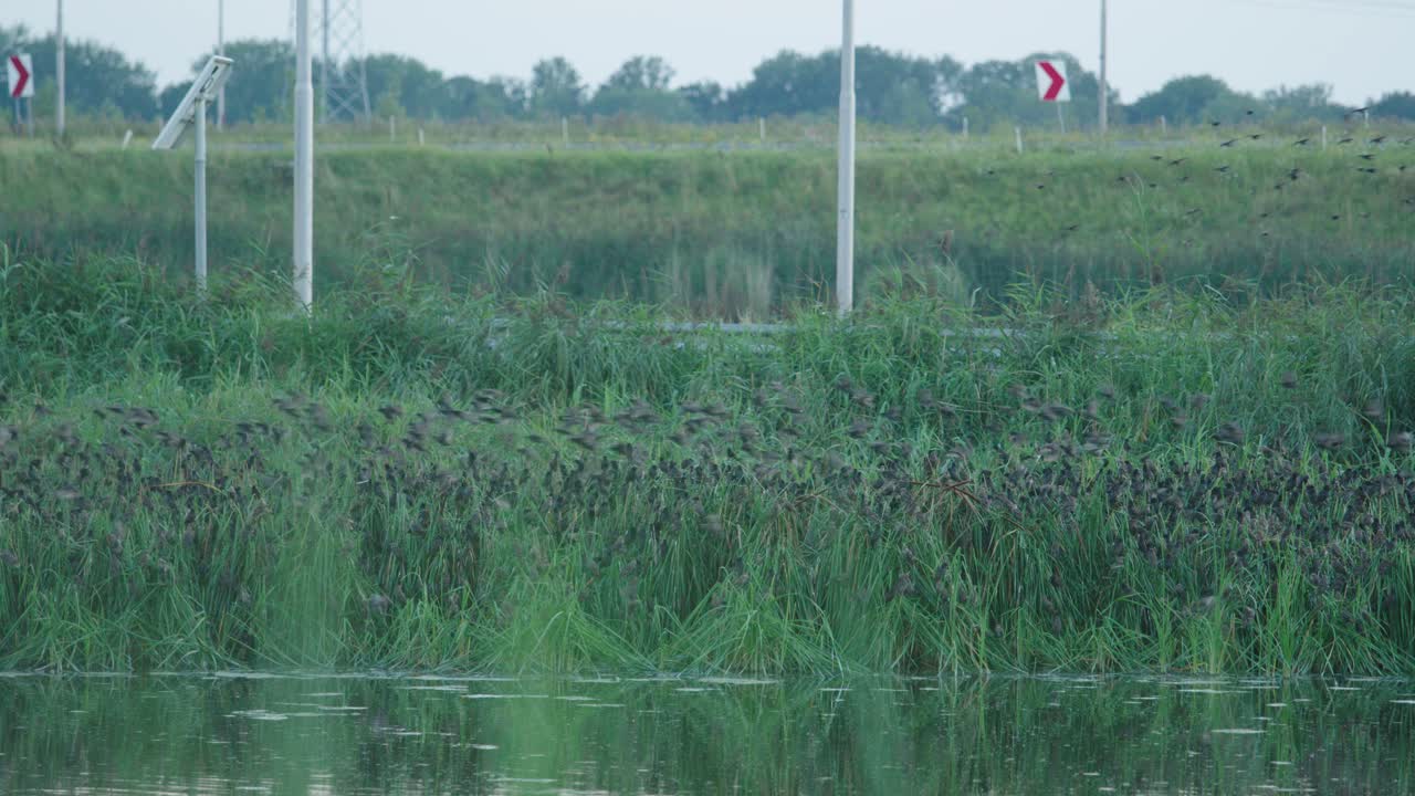 덤불 속에서 잠들기 위해 모이는 찌르레기들. 공전