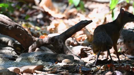 Lesser-Mouse-deer,-Tragulus-kanchil,-4K-Footage