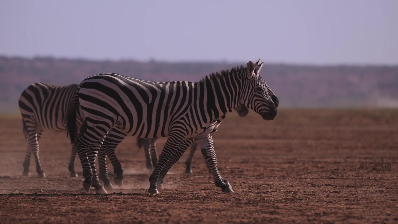 Mandria di zebre in rallentatore cinematografico che attraversa il letto asciutto del lago Amboseli, camminando con la polvere in condizioni di siccità della stagione secca e polverosa durante un safari nella fauna selvatica africana con animali in Kenya, Africa