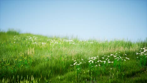 field of green fresh grass under blue sky