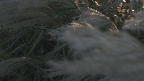 green and white reeds blowing in wind close