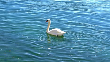 cisne blanco flotando a lo largo de la superficie del río rin, suiza