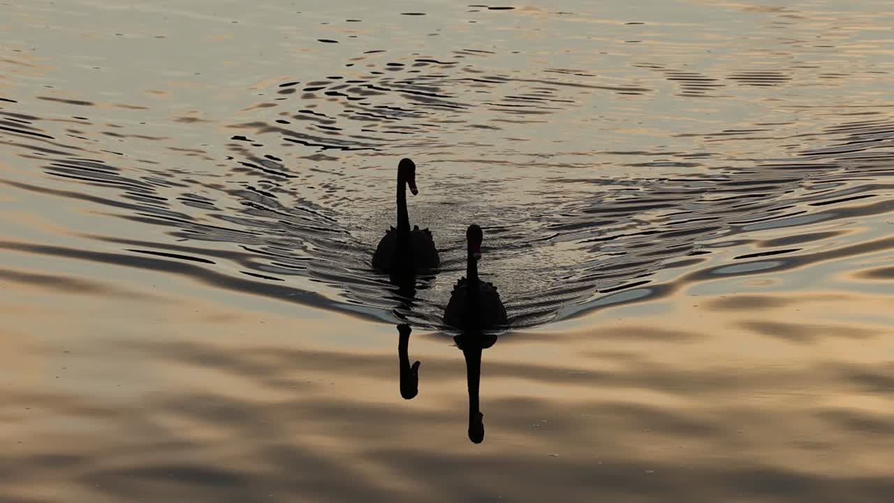 Deux silhouettes de cygnes noirs glissent sur l’eau calme, reflétant la lumière dorée du coucher de soleil et les ondulations.