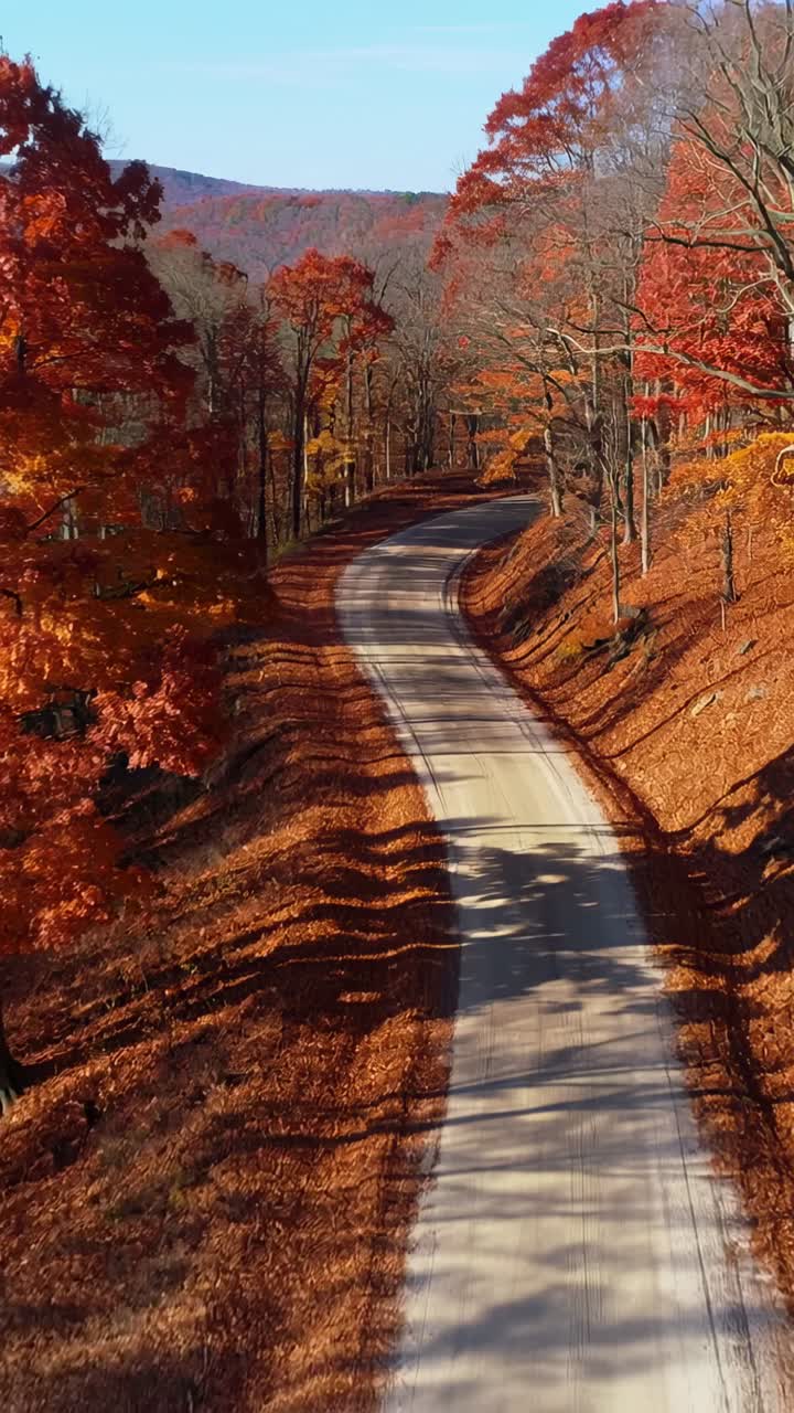 Vertical video: Gliding camera above narrow dirt road through autumn forest revealing leaf carpet