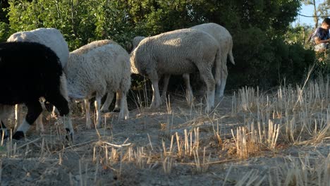 schafe auf der weide umherwandern