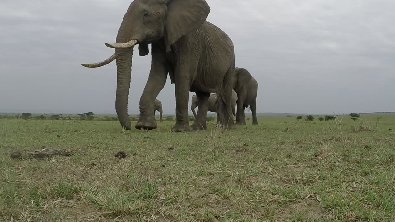 manada de elefantes junto con su bebé caminando por su hábitat natural en masai mara en una tarde sombría - toma media en go pro