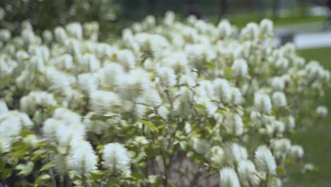 arbusto de flores blancas que sopla en un día ventoso