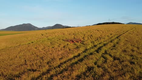 Drohnenaufnahme-Einer-Gruppe-Von-Hirschen,-Die-Während-Des-Sonnenuntergangs-Auf-Dem-Feld-Ruhen