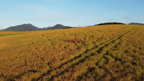 toma de dron de un grupo de ciervos descansando en el campo durante la puesta de sol