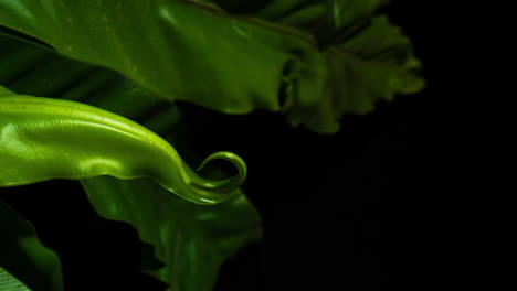 Birds-nest-fern,-crisp-new-leaf-growth-unwinding-and-growing---vertical-footage