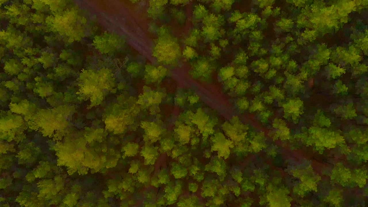 Colorata foresta di pini verdi, vista aerea dall'alto.