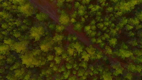 colorful green pine tree forest, aerial downwards view