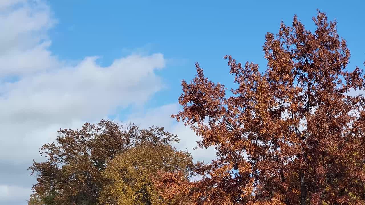 imágenes de árboles de otoño con hojas vibrantes de color naranja y marrón contra un cielo azul claro