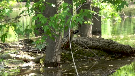 Ein-Schwarzer-Vogel-Auf-Einem-Baumstamm-In-Einem-Feuchtgebiet-Mit-Flusshintergrund-4k