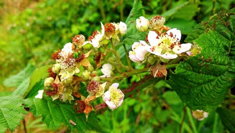 pink and white flowers of the bramble plant that will produce blackberry fruit in the autumn