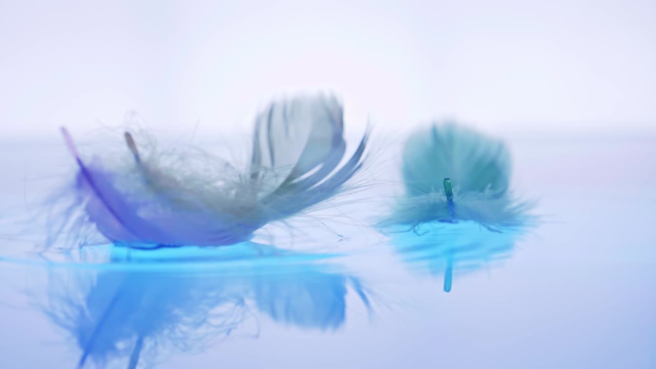 la pluma del pájaro cayó sobre la superficie del agua, la ligereza y la ternura de la caída con sentido de cámara lenta