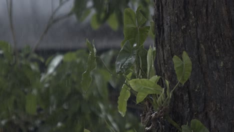 storms arrive with thunder’s boom, bringing nature into full bloom