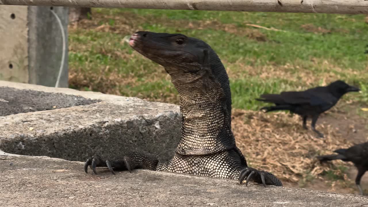 Close-up shot of a Monitor lizard looking left and right and flicking its tongue in a park. The Background view is of crows searching for food.