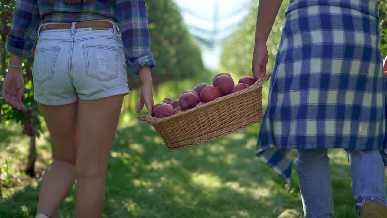 Couple carrying a basket of freshly harvested apples through an orchard