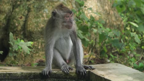 adorable young monkey drinking water in a tropical forest