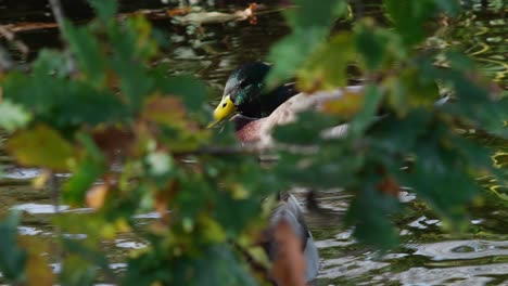 Ducks-floating-in-a-gentle-canal