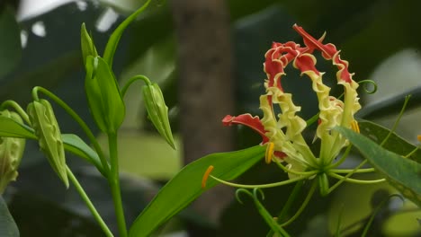 hermosa flor de lirio de garra de tigre