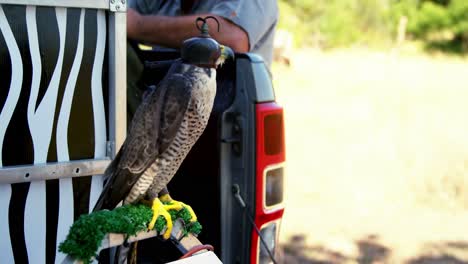 Falcon-perching-on-a-falcon-scrape