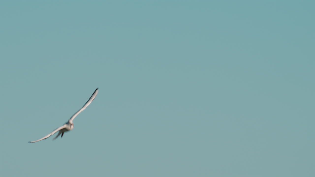 Close up of a seagull gliding through the air against a clear blue sky