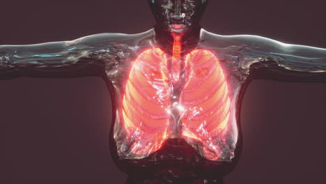 x-ray image of human lungs for a medical coronavirus covid-19 diagnosis