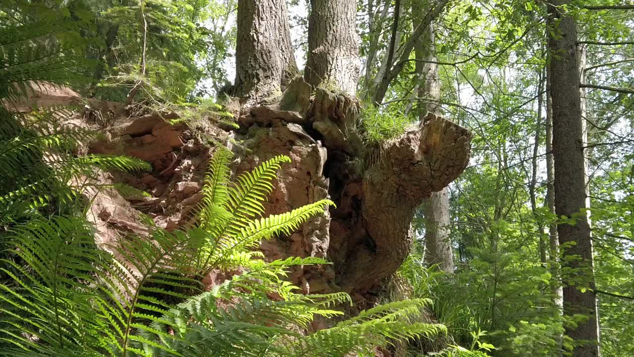 raíz del tronco del árbol del bosque en la naturaleza paseo por el sendero del bosque rodeado de hojas de helecho