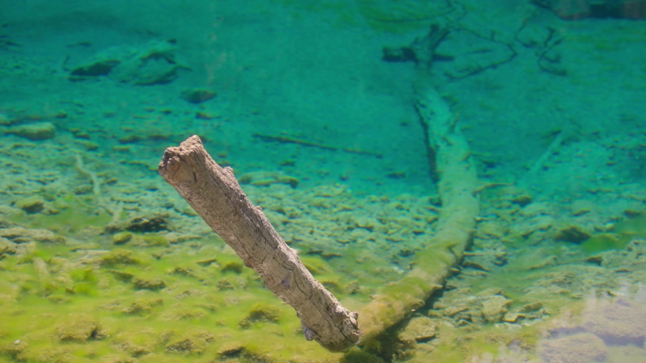 Herabgefallener Ast in einer türkisfarbenen und gelben Wasseroberfläche der Grassi Lakes