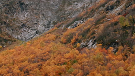 autumn foliage in the mountains