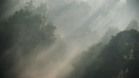 Hermosa-Niebla-Brumosa-En-Los-árboles-Verdes-Del-Bosque-Por-La-Mañana