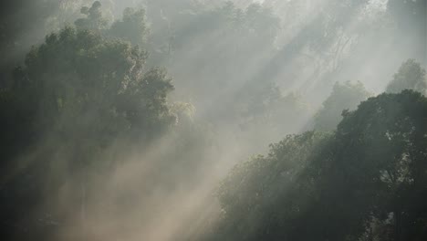 beautiful misty fog at green forest trees in the morning