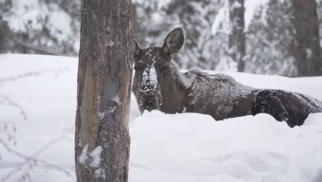 Einsamer-Elch,-Der-Sich-Unter-Dem-Weißen-Schneemantel-In-Einem-Kalten-Wald-Versteckt---Langer-Mittlerer-Schuss