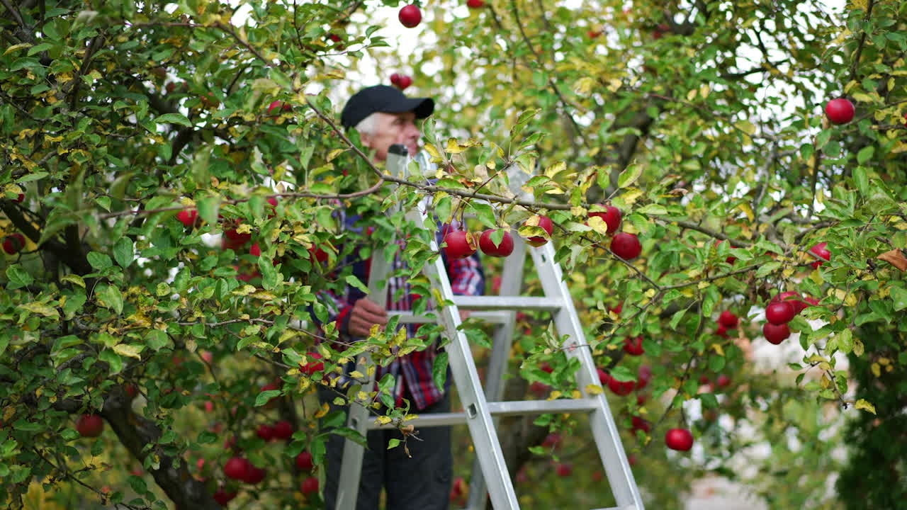 Old man climbing a step-ladder installed near the apple tree. Farmer prepares to pick up apples of fresh new harvest.