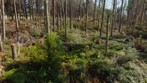 aerial view over pine trees damaged by cyclone