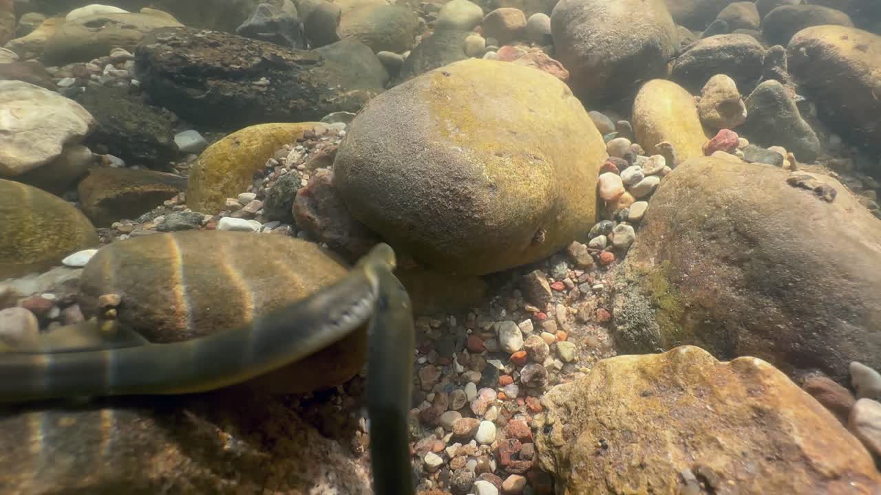 Two Brook lampreys (Lampetra planeri) fighting at the spawning site, Estonia.