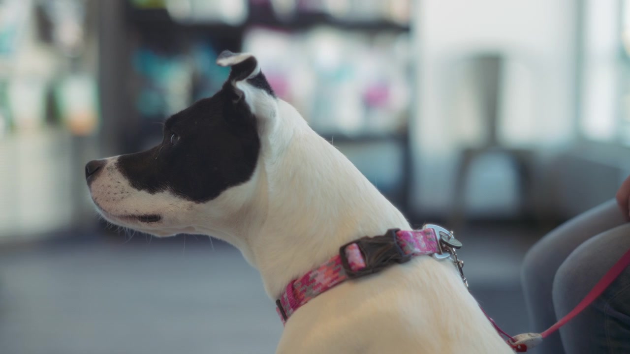 Un cane in attesa di un appuntamento dal veterinario