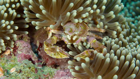 spotted porcelain crab with eggs in a sea anemone